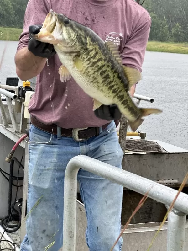 Bass caught in our pond